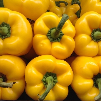Sweet Pepper - Pepper 'Big Daddy' 