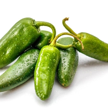 Hot Pepper - Pepper 'Big Guy' 