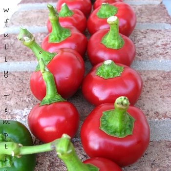 Hot Pepper - Pepper 'Time Bomb'