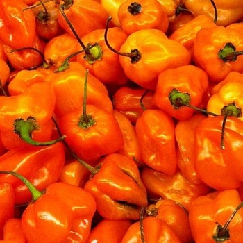 Hot Pepper - Pepper 'Burning Bush'