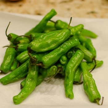 Hot Pepper - Pepper 'Shishito'