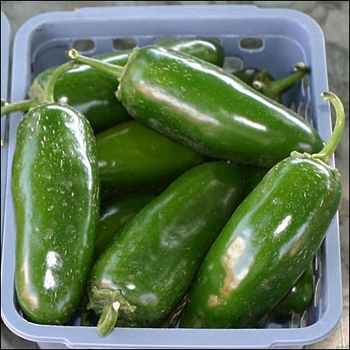 Hot Pepper - Pepper 'Jalapeno Gigante'