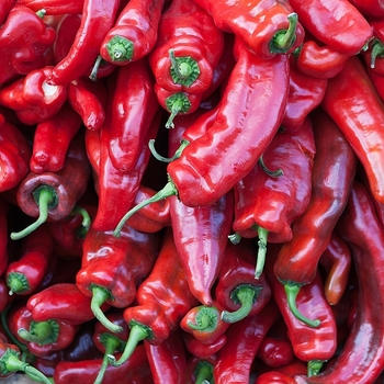 Hot Pepper - Pepper 'Hot Portugal'
