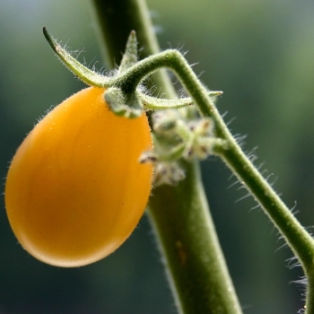 Grape Tomato - Tomato 'Gold Spark'