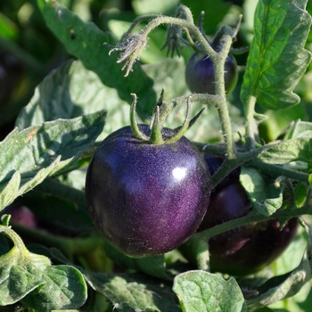 Cherry Tomato - Tomato 'Blueberry' 