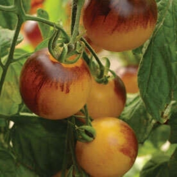 Cherry Tomato - Tomato 'Indigo Fireball' 