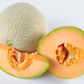 Cucumis melo - Ambrosia Melon