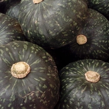 Cucurbita maxima (Buttercup Squash) - Squash 'Space Station'