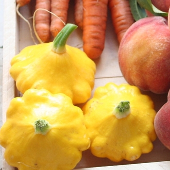 Curcurbita pepo (Pattypan Squash) - Squash 'Sunny Delight'