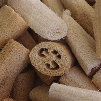 Luffa aegyptiaca - Luffa Gourd