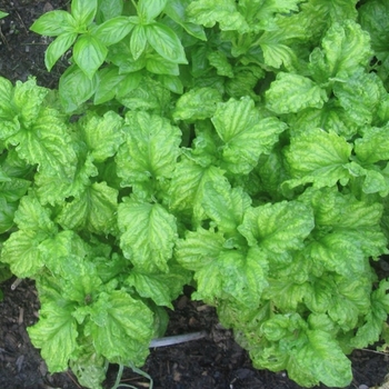Ocimum basilicum - Basil 'Lettuce Leaf'