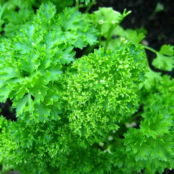 Petroselinum crispum - Parsley 'Triple Curled'