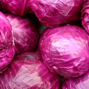 Brassica oleracea - Cabbage 'Red Jewel'