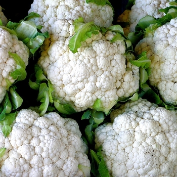 Brassica oleracea - Cauliflower 'Snow Crown'