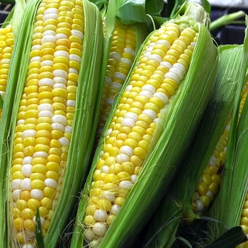 Zea mays - Corn 'Obsession'