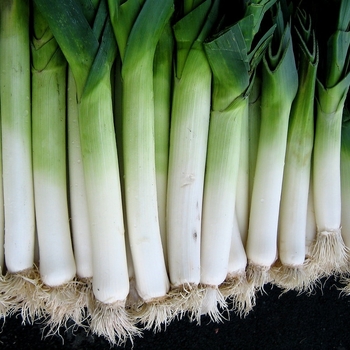Allium ampeloprasum - Leek 'Giant Musselburgh'