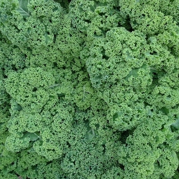 Brassica oleracea - Kale 'Starbor'