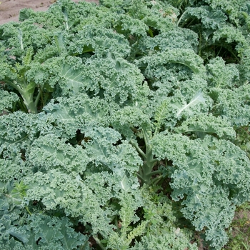 Brassica oleracea - Kale 'Vates Dwarf Blue Curled'