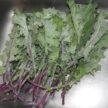 Brassica oleracea - Kale 'Red Russian'