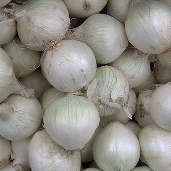 Allium cepa - Onion 'White Sweet Spanish'