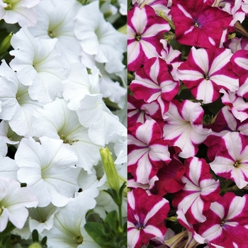 Petunia hybrid - Petunia 'Easy Wave Starfish Mix'