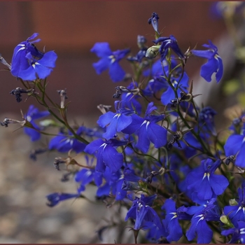 Lobelia erinus - Lobelia 'Regatta Midnight Blue'