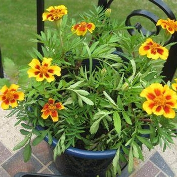 Tagetes patula (French Marigold) - Marigold 'Disco Granada'