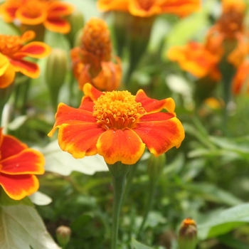 Tagetes patula (French Marigold) - Marigold 'Disco Red'