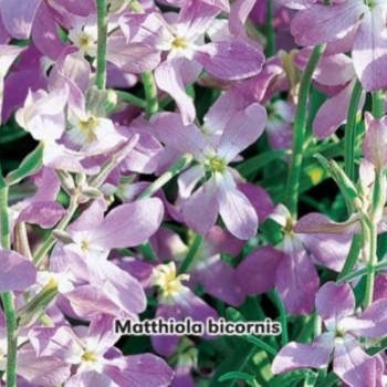 Matthiola longipetala - Stock 'Evening Scented'