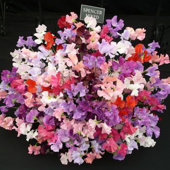 Lathyrus odoratus - Sweet Pea 'Incense Mix'