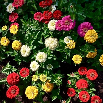 Zinnia elegans - Zinnia 'Magellan Mix'