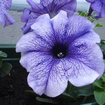 Petunia hybrida - Petunia 'Daddy Blue'