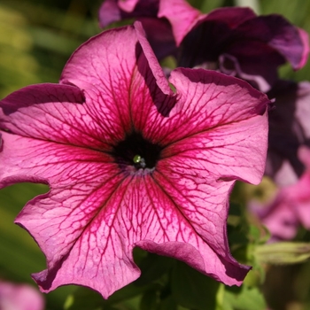 Petunia hybrida - Petunia 'Daddy Red'