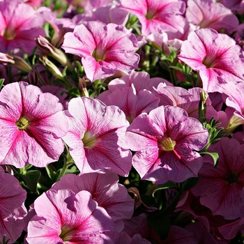 Petunia hybrida - Petunia 'Daddy Peppermint'