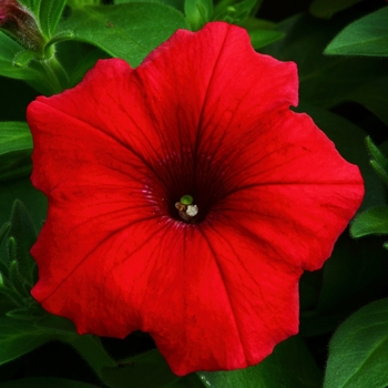 Petunia hybrida - Petunia 'Dreams Red' 