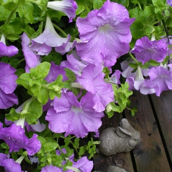 Petunia x hybrida - Petunia 'Dreams Sky Blue'