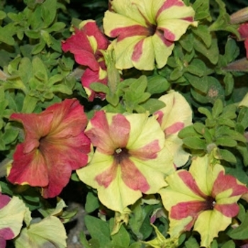 Petunia hybrida - Petunia 'Sophistica Lime Bicolor'