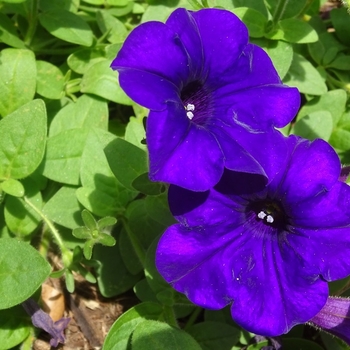 Petunia hybrida - Petunia 'Supercascade Blue'