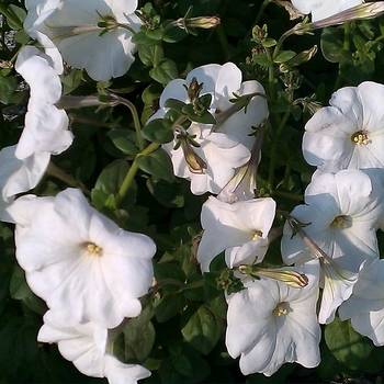 Petunia hybrida - Petunia 'Supercascade White'