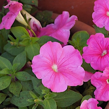 Petunia hybrida - Petunia 'Supercascade Pink'