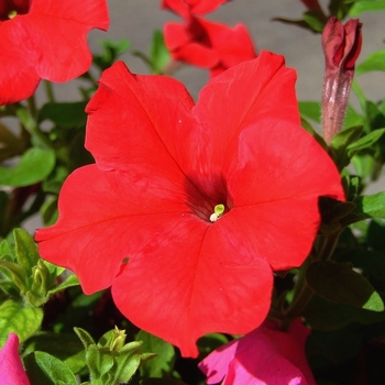 Petunia hybrida - Petunia 'Supercascade Red'