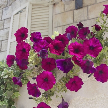 Petunia hybrida - Petunia 'Supercascade Burgundy'