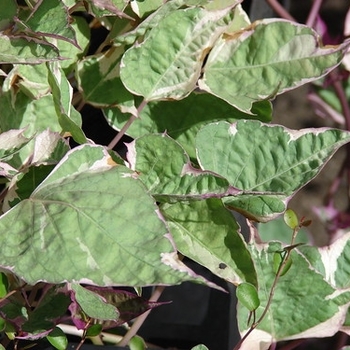 Ipomoea batatas - Sweet Potato Vine 'Tricolour'