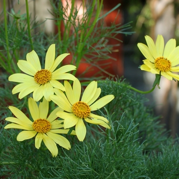 Argyranthemum frutescens - Marguerite Daisy 'Butterfly'