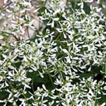 Euphorbia hypericifolia - Euphorbia 'Star Dust White Flash'