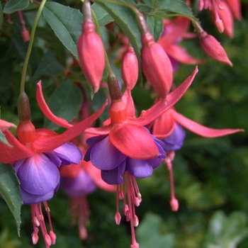 Fuchsia magellanica - Fuchsia 'Dark Eyes'