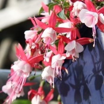 Fuchsia - Fuchsia 'White Eyes'