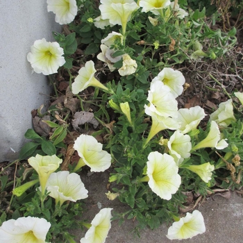 Petunia hybrida - Petunia 'Starlet Yellow'