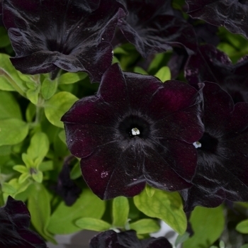 Petunia x hybrida - Petunia 'Crazytunia Black Mamba' Petunia x hybrida - Petunia 'Crazytunia Black Mamba'