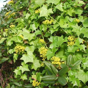 Senecio mikanioides - Ivy 'German Dark Green'